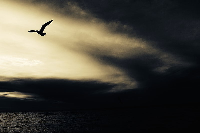 étude des astres et tables logarithmiques: photo de la mer et oiseau