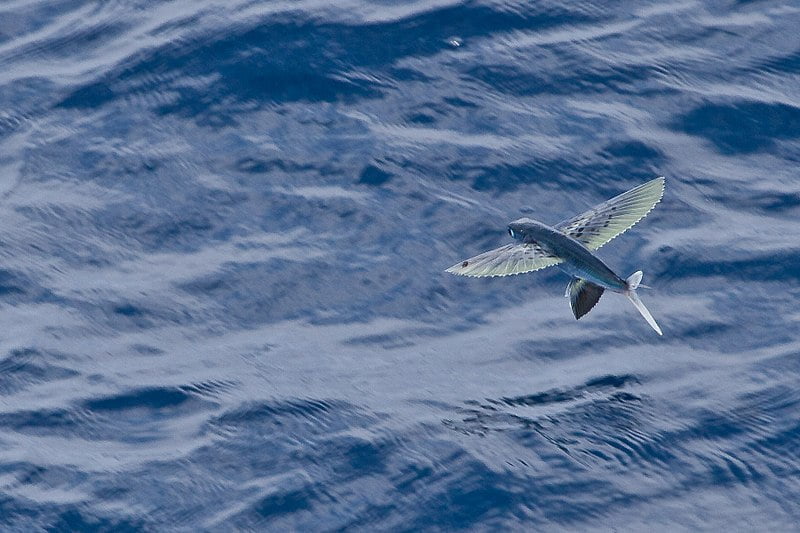 mille marin, image flying fish