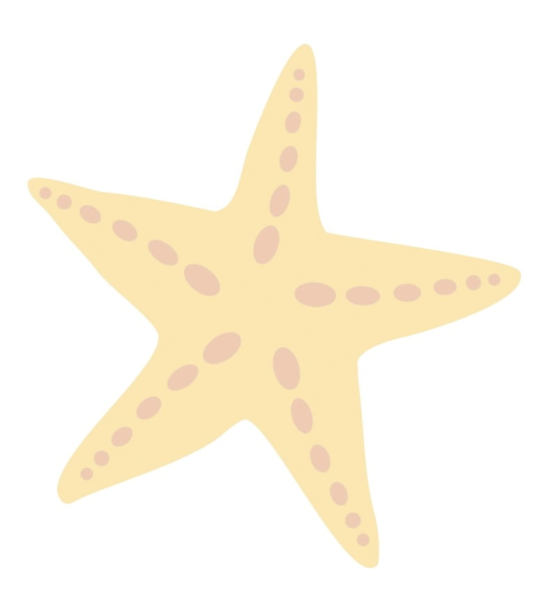 image décorative: étoile de mer