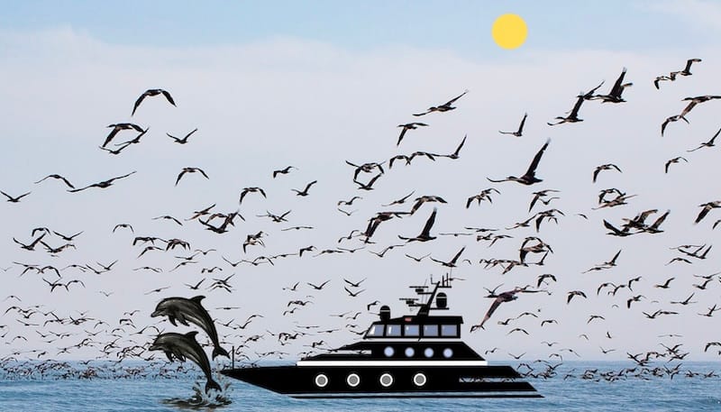 Image décorative : photo de la mer, d’oiseaux et d’un yacht noir.